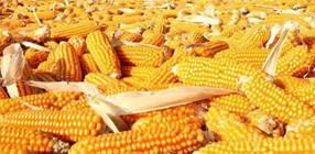 玉米筛选机的选择