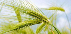 种子安全粮食才安全，把饭碗牢牢端在自己手上，才能实现农业强国